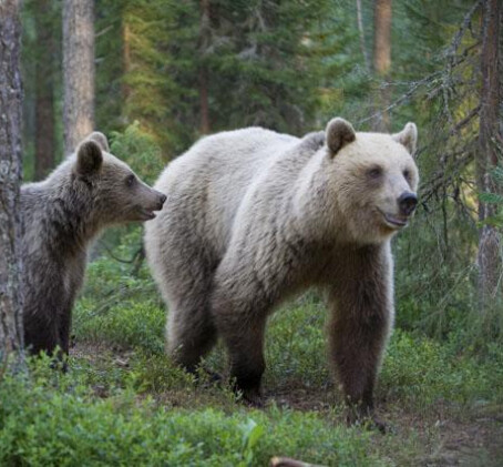 Yö petojen mailla | Kuhmo