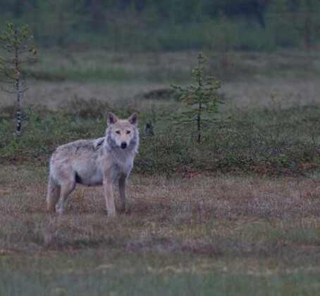 Yö petojen mailla (2:lle) | Kuhmo