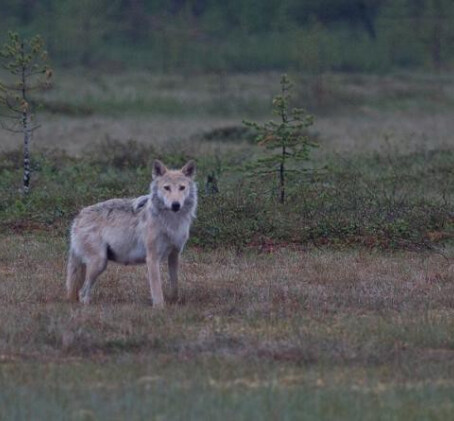 Yö petojen mailla (2:lle) | Kuhmo