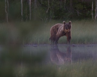 Karhujen katselu Kuusamossa