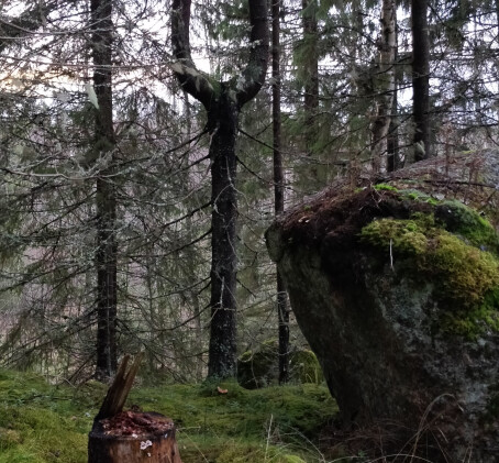 Hiiden aarre – metsäseikkailu lapsille | Orivesi