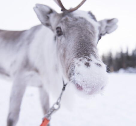 Porosafari kahdelle | Rovaniemi