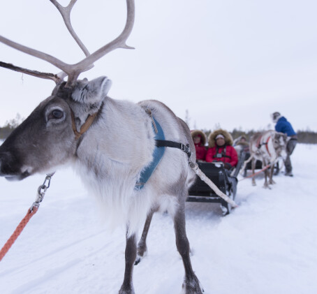 Vierailu porofarmilla ja porosafari kahdelle | Rovaniemi