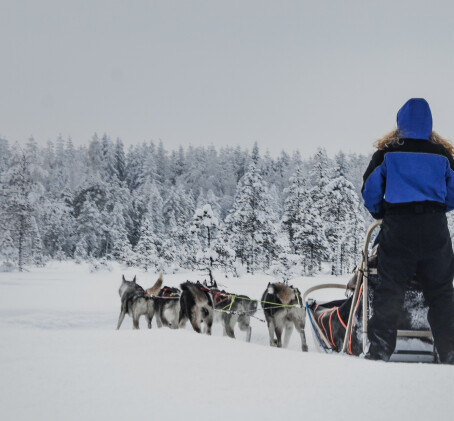 Vierailu huskyfarmilla ja huskysafari kahdelle | Rovaniemi