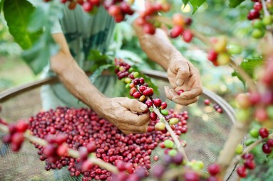 Miten kahvintuottaja, alkuperä, botaniikka ja paahtaminen vaikuttavat kahvin makuihin?