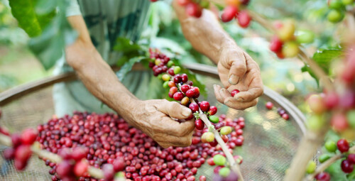Miten kahvintuottaja, alkuperä, botaniikka ja paahtaminen vaikuttavat kahvin makuihin?