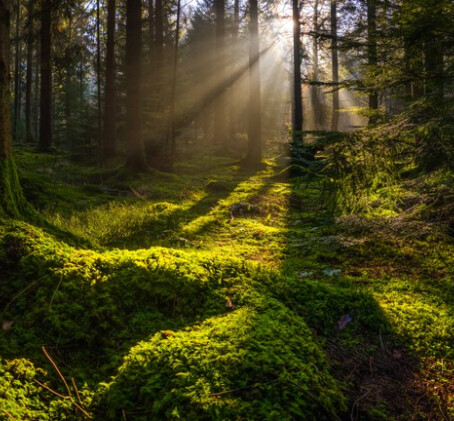 Metsäelämys | Tampere