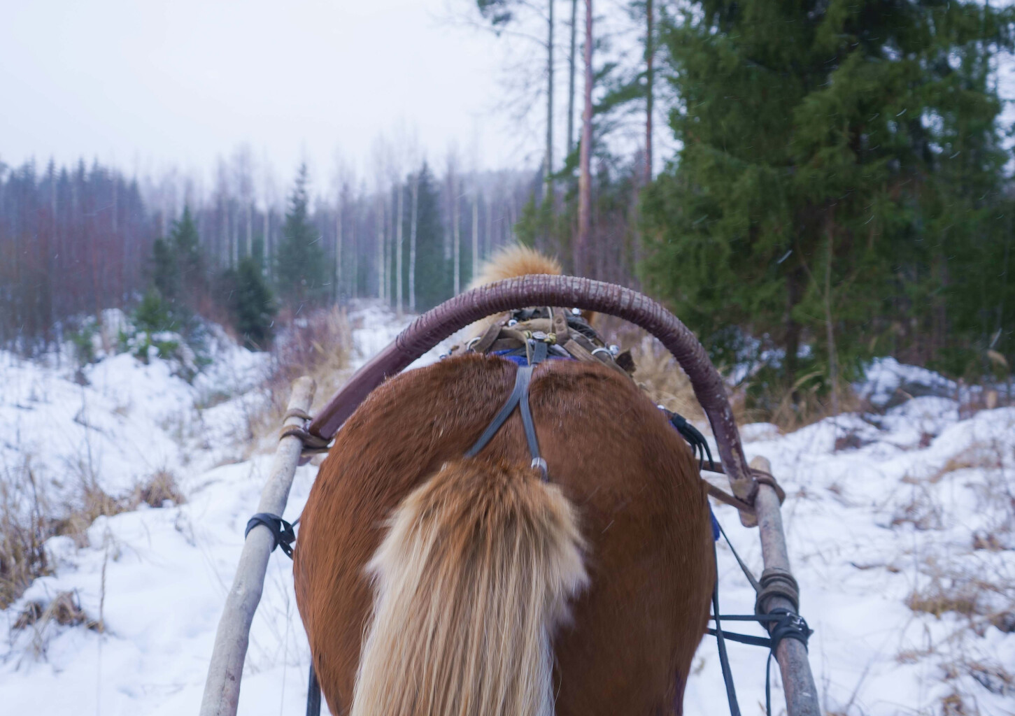 Rekiretki hevosella | Sysmä