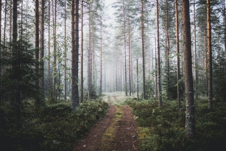 Metsäinen hemmotteluelämys | Vantaa