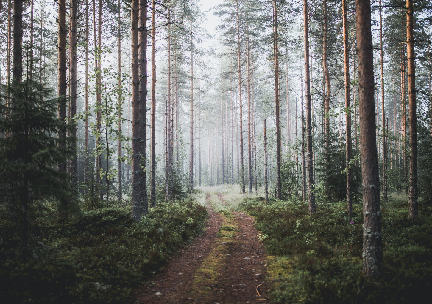 Metsäinen hemmotteluelämys | Vantaa