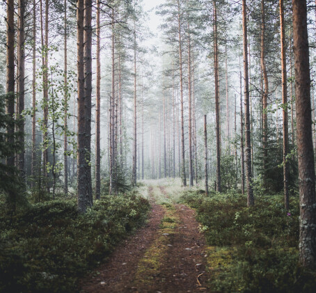 Metsäinen hemmotteluelämys | Vantaa