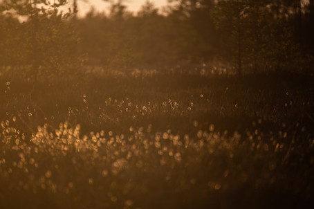 Torronsuo ilta-auringossa kahdelle