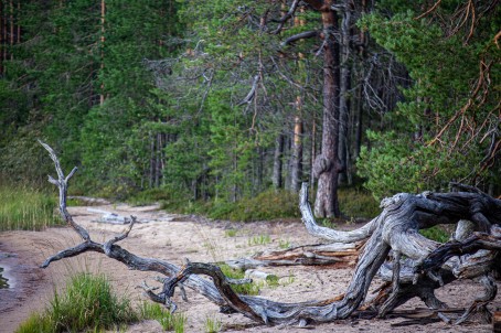 Ruskavaellus neljälle