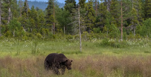 Karhunkatseluretki Kuusamossa