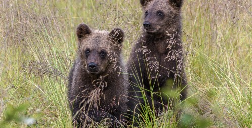 Karhunkatseluretki Kuusamossa