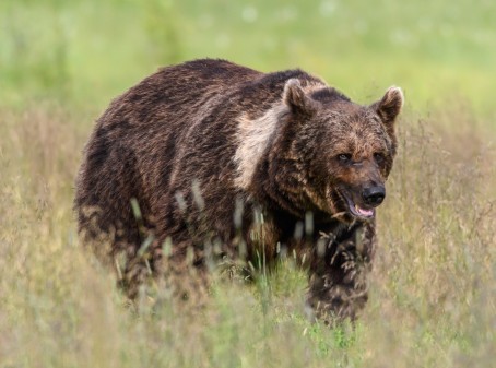Karhujen iltakatseluretki | Kuusamo