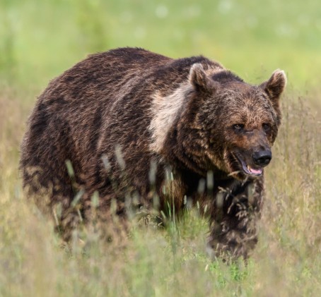 Karhujen iltakatseluretki | Kuusamo