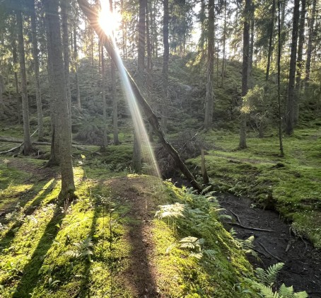 Ohjattu Mindfulness-retki metsään ja nokipannukahvit 11:lle | Pääkaupunkiseutu