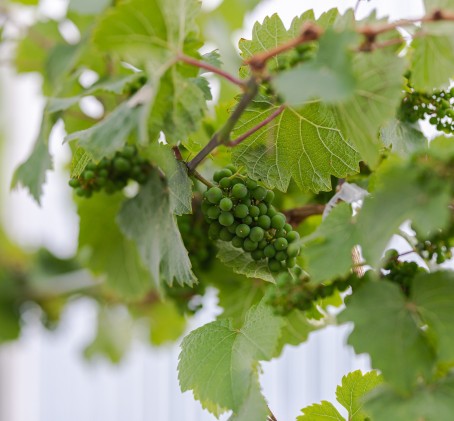 Cabarnet Sauvignon -viiniköynnös vuodeksi | Nauvo