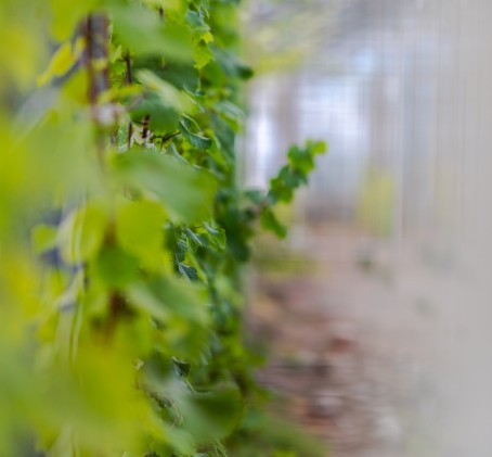 Noble rot jalohomeinen Riesling -viiniköynnös vuodeksi | Nauvo