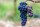 Merlot -viiniköynnös vuodeksi | Nauvo
