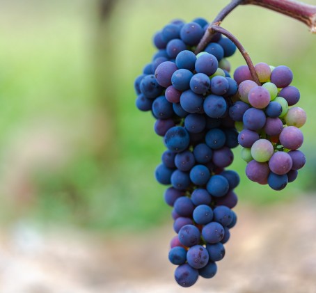 Merlot -viiniköynnös vuodeksi | Nauvo