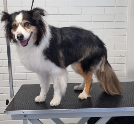 Parhaan ystävän spa -hoitopaketti (keskikokoinen kaiffari 11-20 kg) | Salo