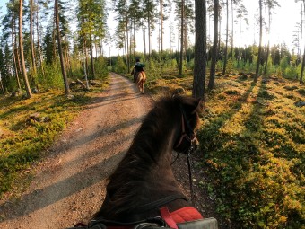 Ohjattu yksityinen ratsastusretki islanninhevosella 2h | Pertunmaa