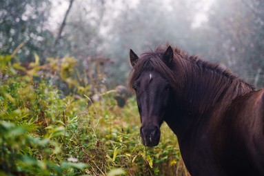 Ohjattu yksityinen ratsastusretki islanninhevosella 4h + pieni eväs | Pertunmaa