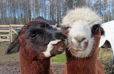 Majoitus Glamping-teltassa eläinten ympäröimänä 2 yöksi kahdelle | Kokkola