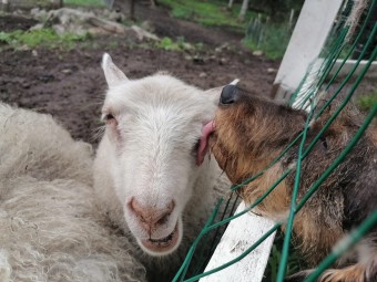 Majoitus Glamping-teltassa eläinten ympäröimänä 2 yöksi kolmelle | Kokkola