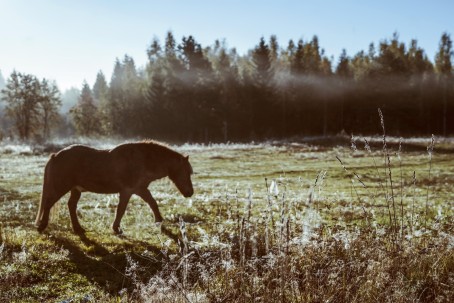 Ohjattu yksityinen ratsastusretki islanninhevosella 2h (2hlö) | Pertunmaa