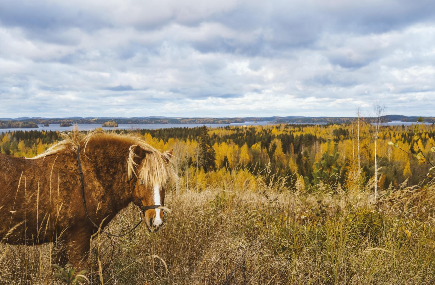 Ohjattu yksityinen ratsastusretki islanninhevosella 3h (2hlö) | Pertunmaa