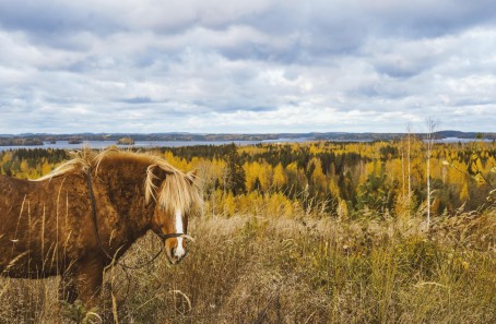 Ohjattu yksityinen ratsastusretki islanninhevosella 3h (2hlö) | Pertunmaa