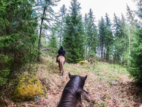 Ohjattu yksityinen ratsastusretki islanninhevosella 4h (2hlö) + pieni eväs | Pertunmaa