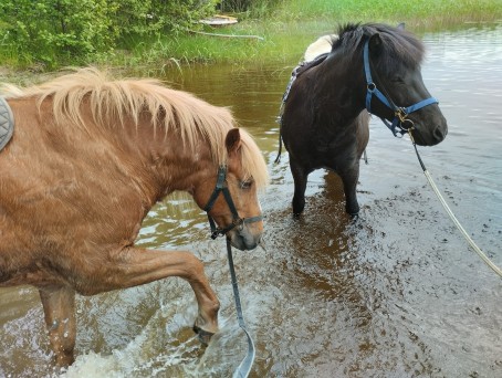 Ohjattu yksityinen ratsastusretki islanninhevosella 2h (3hlö) | Pertunmaa