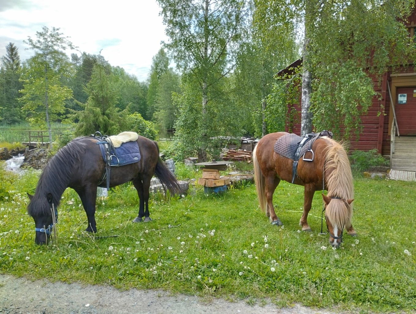Ohjattu yksityinen ratsastusretki islanninhevosella 3h (3hlö) | Pertunmaa