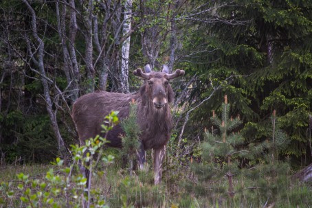Hirvi- ja villieläinsafari + nuotioillallinen